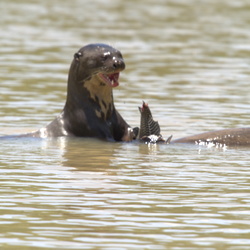 The Pantanal Oct 2019