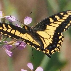 CA Wildlife