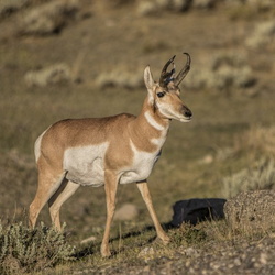 Wildlife