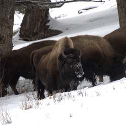 Yellowstone