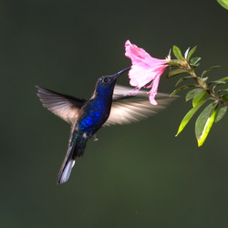 Costa Rica