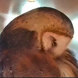 Our Barn Owls
